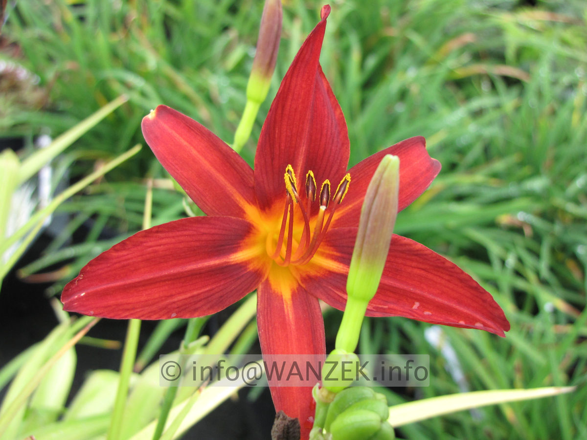 Hemerocallis Crimson Broccade Bluetenmacro.JPG